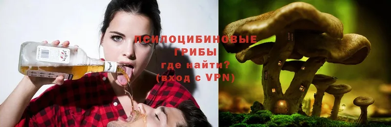 Псилоцибиновые грибы Psilocybe  Белёв 